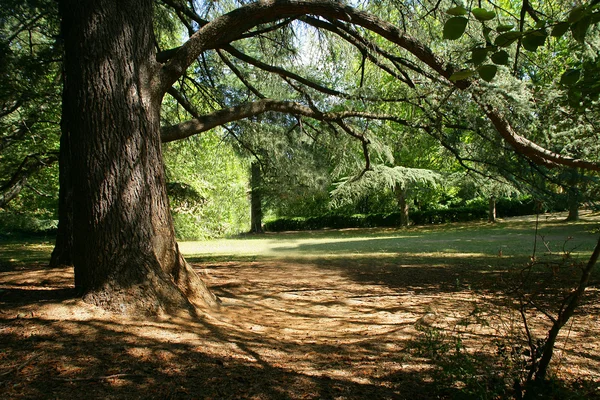 Дерево лиття тіні — стокове фото