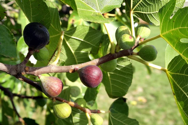 果物の木 — ストック写真