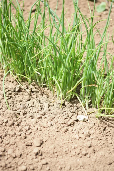 Gras groeien in droge grond — Stockfoto