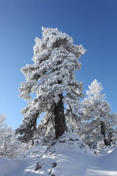 Met sneeuw bedekte bomen — Stockfoto