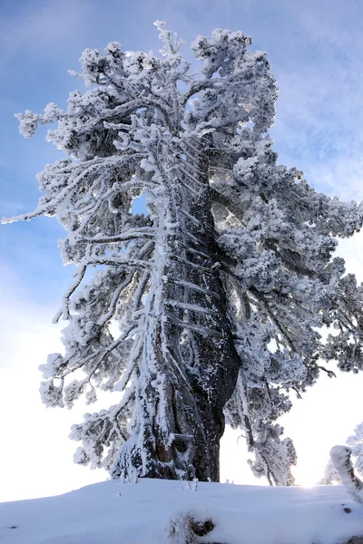 Neve árvore carregada — Fotografia de Stock
