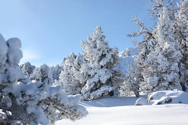 Neve coberto de árvores em uma montanha — Fotografia de Stock