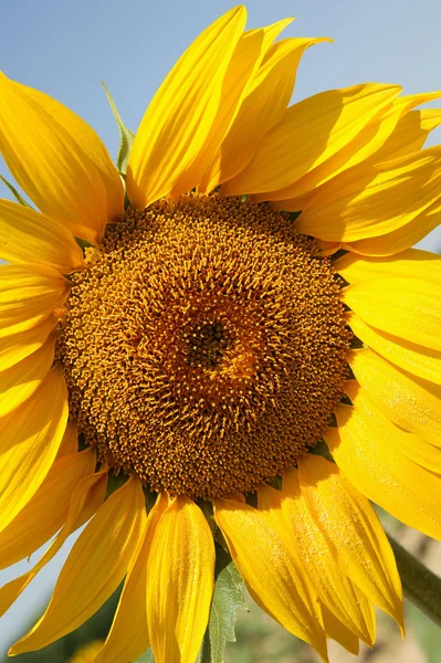 stock image Large sunflower