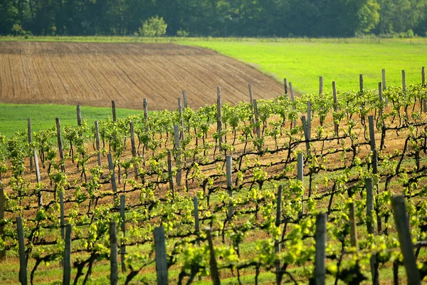 Spring vineyard — Stock Photo, Image