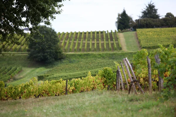 Landskap med vingårdar — Stockfoto