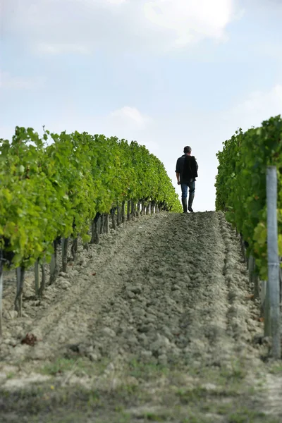 Un homme marchant dans les vignes — Photo