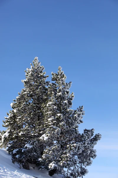 Verschneiter Baum auf einem Berg — Stockfoto