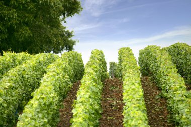 Vines in an uneven field clipart