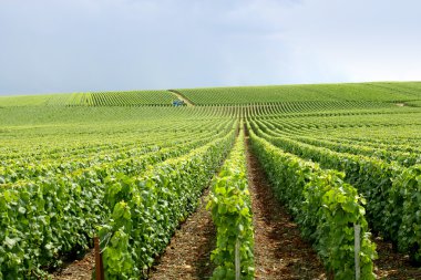 Rows of grapevines clipart