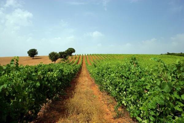 Wijnstokken groeien in een veld — Stockfoto