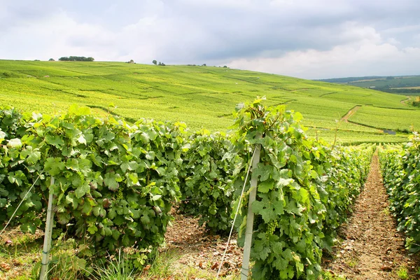 Velden van wijnstokken — Stockfoto