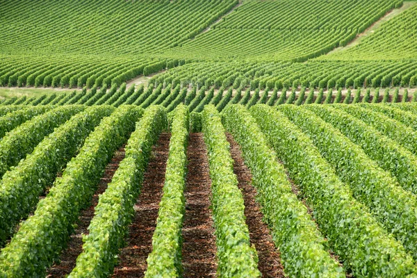 Vastos campos de vinha — Fotografia de Stock