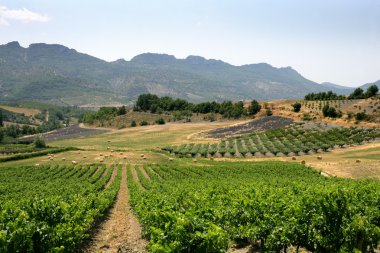 Vines in a field clipart