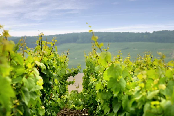 Fechar as vinhas de uva — Fotografia de Stock
