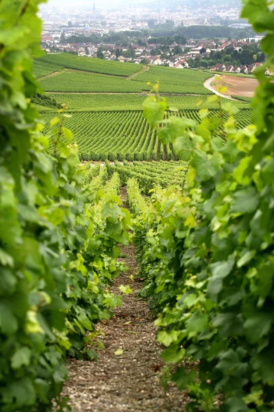 Hillside vineyard — Stock Photo, Image