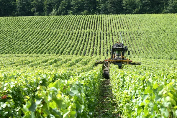 Traktör Vines bir alanda — Stok fotoğraf