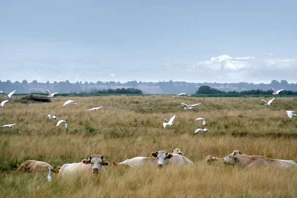 stock image Cow in a field