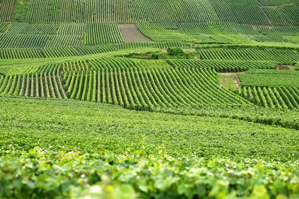 Виноградные поля — стоковое фото