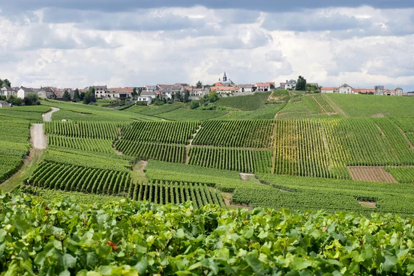 Hillside vineyard — Stock Photo, Image
