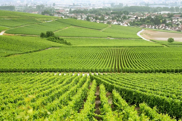 Francia vineyard — Stock Fotó
