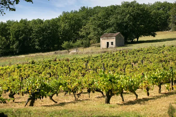 Liten vingård — Stockfoto