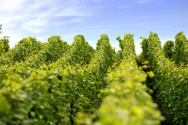 Чистые ряды виноградников — стоковое фото