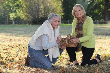 Senior women picking chestnuts clipart