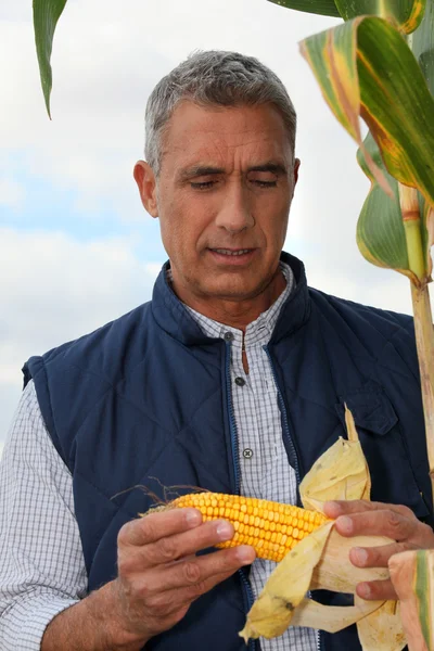 Agricultor mirando una mazorca de maíz dulce — Foto de Stock