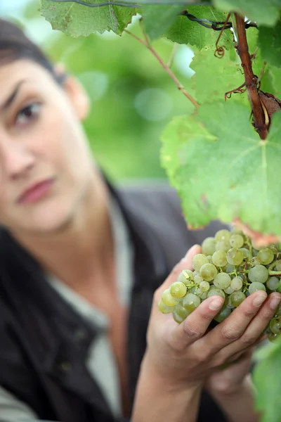 Una mujer recogiendo una uva — Foto de Stock