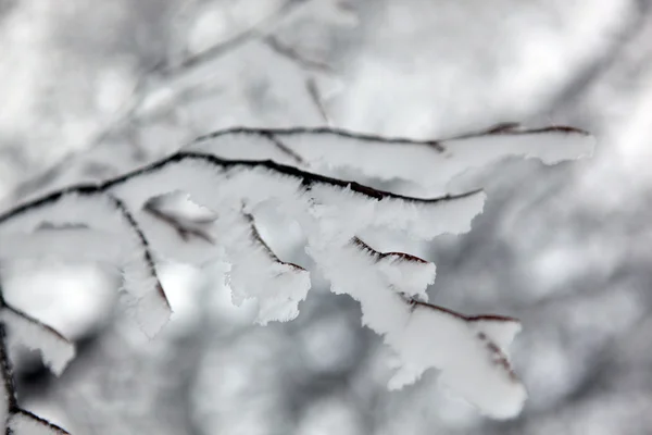 Снег на ветке дерева — стоковое фото