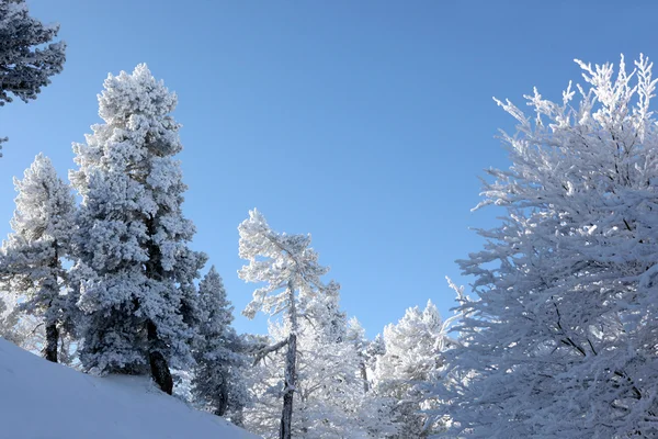 Snowy scenery — Stock Photo, Image