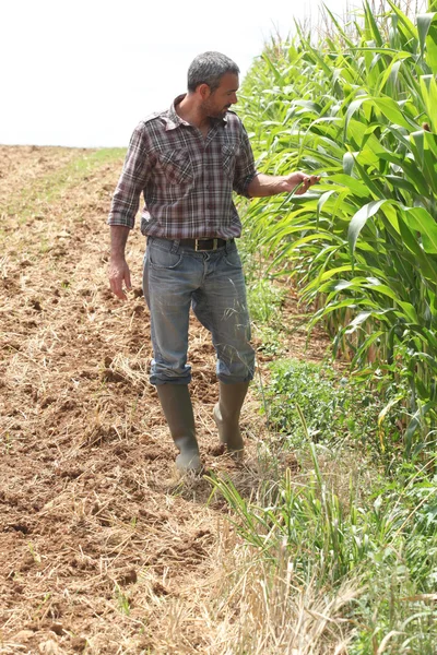 Фермер на кукурузном поле — стоковое фото