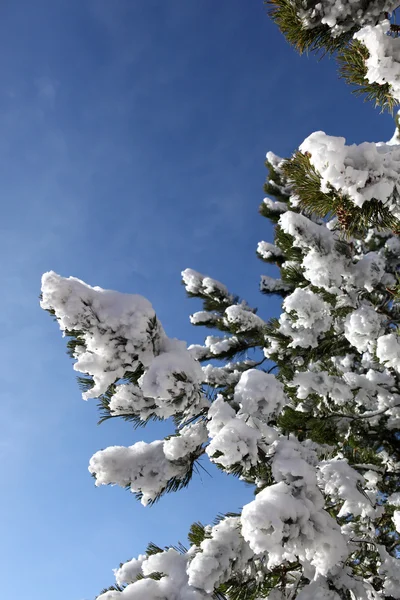 Sneeuw beladen takken — Stockfoto