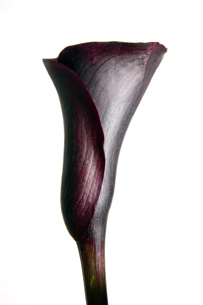 紫色马蹄莲 — 图库照片