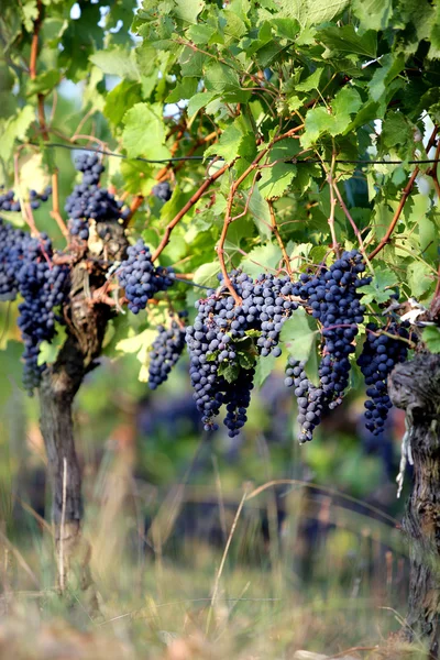 Rypäleet viiniköynnöksessä — kuvapankkivalokuva