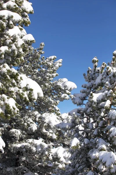 Snö lastad träd — Stockfoto