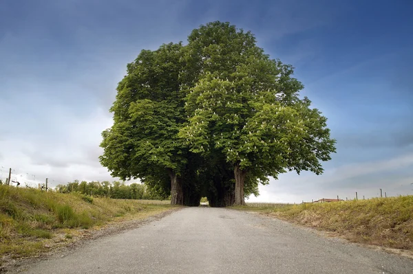 Bir yolun iki tarafında ağaçlar — Stok fotoğraf