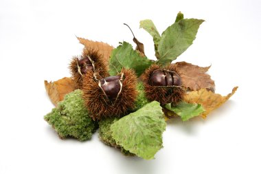 Chestnuts in their shells clipart