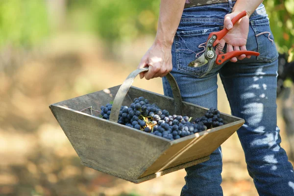 Woman carrying a basket of grapes — Stock Photo, Image