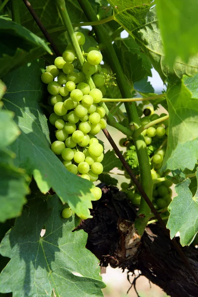 Éretlen szőlő a szőlőn — Stock Fotó