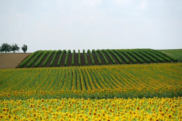 Weitwinkelaufnahme eines Sonnenblumenfeldes — Stockfoto