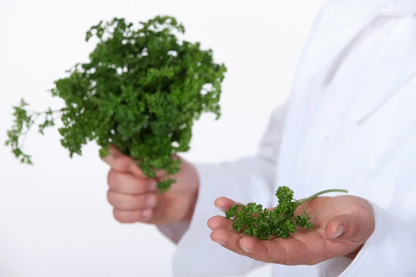 Chef with a bunch of parsley — Stock Photo, Image