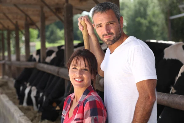 男と女の農民が彼らの牛の世話 — ストック写真
