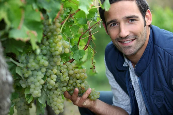 Человек стоял у виноградной лозы — стоковое фото