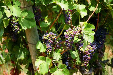 Grapes hanging on a vine clipart