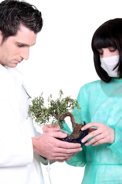 Två läkare med banzai träd — Stockfoto