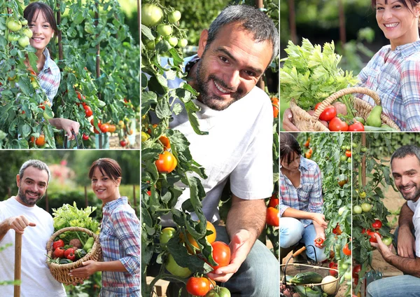 Collage of man and woman in their kitchen garden — Stock Photo, Image