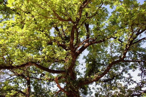 stock image Sun shining on a tree