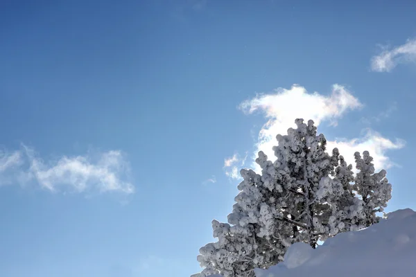 Χιονισμένο δέντρο — Φωτογραφία Αρχείου