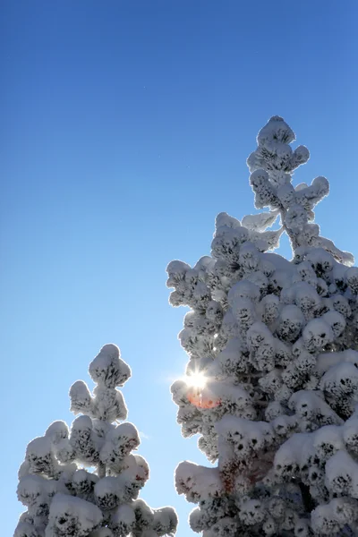 Śniegiem drzewa — Zdjęcie stockowe